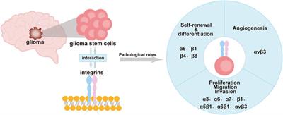 Pathophysiological roles of integrins in gliomas from the perspective of glioma stem cells